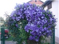 clematis